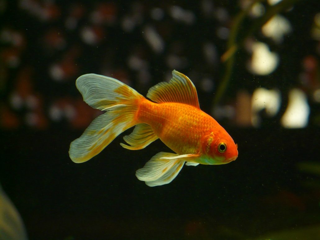 Die Aufmerksamkeitsspanne eines Goldfisches liegt angeblich bei 9 Sekunden